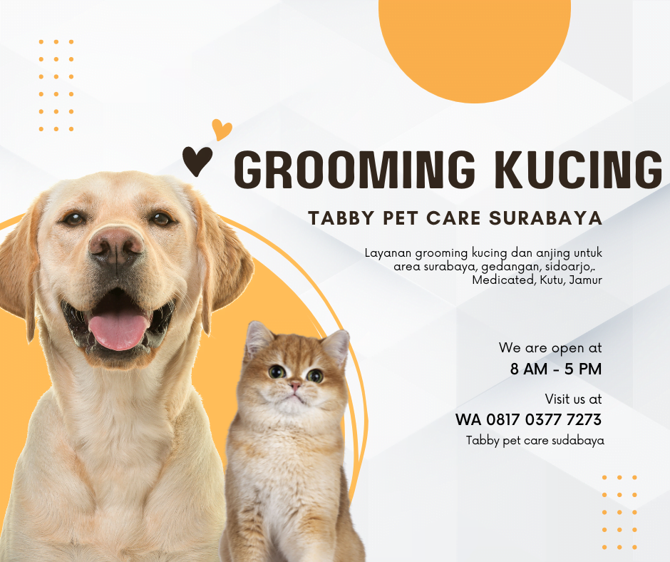 Grooming Kucing Surabaya