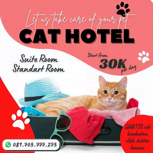Penitipan Hewan di Surabaya: Nyaman dan Aman untuk Kucing Anda