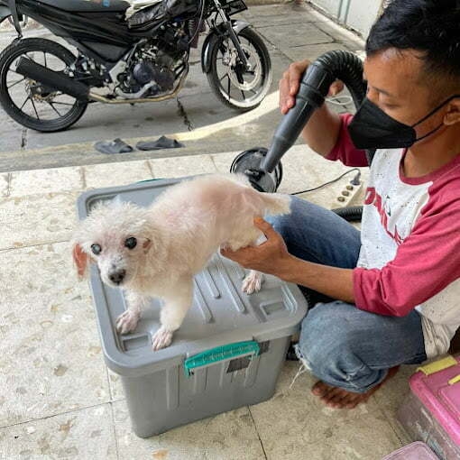Grooming Anjing Surabaya